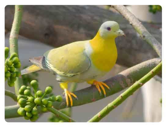 Maharashtra state bird, Yellow-footed green pigeon, Treron phoenicoptera